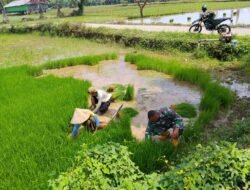 Dukung Swasembada Pangan, Babinsa Kodim 1409/Gowa Terjun ke Sawah Cabut Bibit Padi