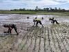 Sinergi TNI dan Petani Gowa: Babinsa Koramil 1409-05/Pallangga Terjun Langsung ke Sawah Kawal Masa Tanam Poktan Baji Areeng