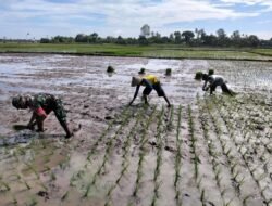 Sinergi TNI dan Petani Gowa: Babinsa Koramil 1409-05/Pallangga Terjun Langsung ke Sawah Kawal Masa Tanam Poktan Baji Areeng