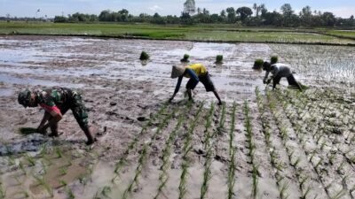 Sinergi TNI dan Petani Gowa: Babinsa Koramil 1409-05/Pallangga Terjun Langsung ke Sawah Kawal Masa Tanam Poktan Baji Areeng