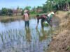 Pastikan Produktivitas Lahan Tadah Hujan. Babinsa Koramil 08 Bontonompo Dampingi Petani Pantau LTT Padi di Desa Salajangki