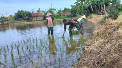 Pastikan Produktivitas Lahan Tadah Hujan. Babinsa Koramil 08 Bontonompo Dampingi Petani Pantau LTT Padi di Desa Salajangki