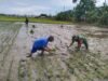 Terjun ke Sawah: Babinsa Koramil Somba Opu Kodim 1409/Gowa Dampingi Poktan Bianreng Garap Lahan Padi Jenis Pemburu
