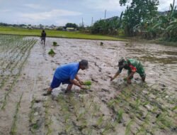 Terjun ke Sawah: Babinsa Koramil Somba Opu Kodim 1409/Gowa Dampingi Poktan Bianreng Garap Lahan Padi Jenis Pemburu