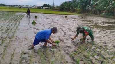 Terjun ke Sawah: Babinsa Koramil Somba Opu Kodim 1409/Gowa Dampingi Poktan Bianreng Garap Lahan Padi Jenis Pemburu