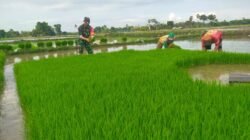 Optimalkan Swasembada Pangan, Babinsa Kodim Gowa Turun Langsung Bantu Petani di Pallangga