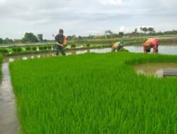 Optimalkan Swasembada Pangan, Babinsa Kodim Gowa Turun Langsung Bantu Petani di Pallangga