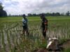 Dukung Ketahanan Pangan, Babinsa Koramil Bonmtonompo Kodim 1409/Gowa Turun Sawah Dampingi Pemupukan Padi