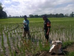 Dukung Ketahanan Pangan, Babinsa Koramil Bonmtonompo Kodim 1409/Gowa Turun Sawah Dampingi Pemupukan Padi