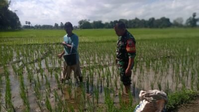 Dukung Ketahanan Pangan, Babinsa Koramil Bonmtonompo Kodim 1409/Gowa Turun Sawah Dampingi Pemupukan Padi