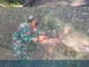 Aksi Gotong Royong Babinsa Kodim 1409/Gowa Sinergi, Pemerintah, dan Masyarakat Percantik Lingkungan Malino