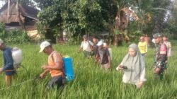 Dukung Ketahanan Pangan, Babinsa Bontonompo Kodim 1409/Gowa Dampingi Petani Rawat 20 Hektar Lahan Padi