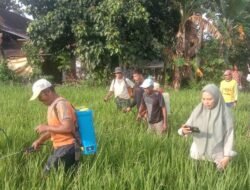 Dukung Ketahanan Pangan, Babinsa Bontonompo Kodim 1409/Gowa Dampingi Petani Rawat 20 Hektar Lahan Padi