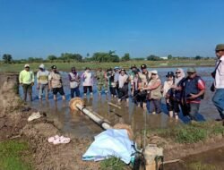 Dukung Ketahanan Pangan, Babinsa Koramil 1409-03/Bontomarannu Dampingi Penanaman Padi Serentak di Desa Sunggumanai