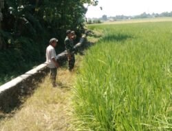 Dukung Program Swasembada Pangan, Babinsa Koramil 1409-06/Bajeng Pastikan Kondisi Tanaman Padi Optimal