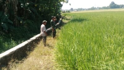 Dukung Program Swasembada Pangan, Babinsa Koramil 1409-06/Bajeng Pastikan Kondisi Tanaman Padi Optimal