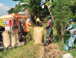 Sukseskan Penyerapan Gabah, Babinsa Koramil Pallangga Kodim 1409/Gowa Pantau Langsung Panen Petani Gunakan Combine