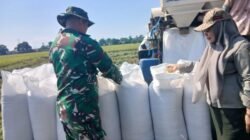 Jaga Stabilitas Pangan Daerah, Kodim 1409/Gowa Dampingi Proses Panen Padi Warga Pallangga