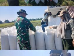 Jaga Stabilitas Pangan Daerah, Kodim 1409/Gowa Dampingi Proses Panen Padi Warga Pallangga