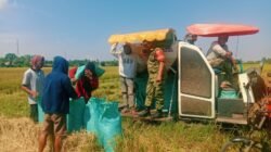 Dukung Swasembada Pangan, Babinsa Koramil 1409-08/Bontonompo Dampingi Panen Padi Poktan Tamallaeng