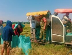 Dukung Swasembada Pangan, Babinsa Koramil 1409-08/Bontonompo Dampingi Panen Padi Poktan Tamallaeng