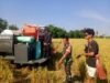 Panen Raya, Babinsa Kodim 1409/Gowa Kawal Panen Padi Seluas 5 Hektar di Desa Barembeng: Hasilkan 30 Ton GKP