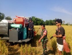 Panen Raya, Babinsa Kodim 1409/Gowa Kawal Panen Padi Seluas 5 Hektar di Desa Barembeng: Hasilkan 30 Ton GKP