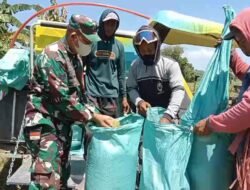 Kawal Ketahanan Pangan Daerah, Babinsa Koramil 1409-08/Bontonompo Dampingi Petani Gowa Saat Panen